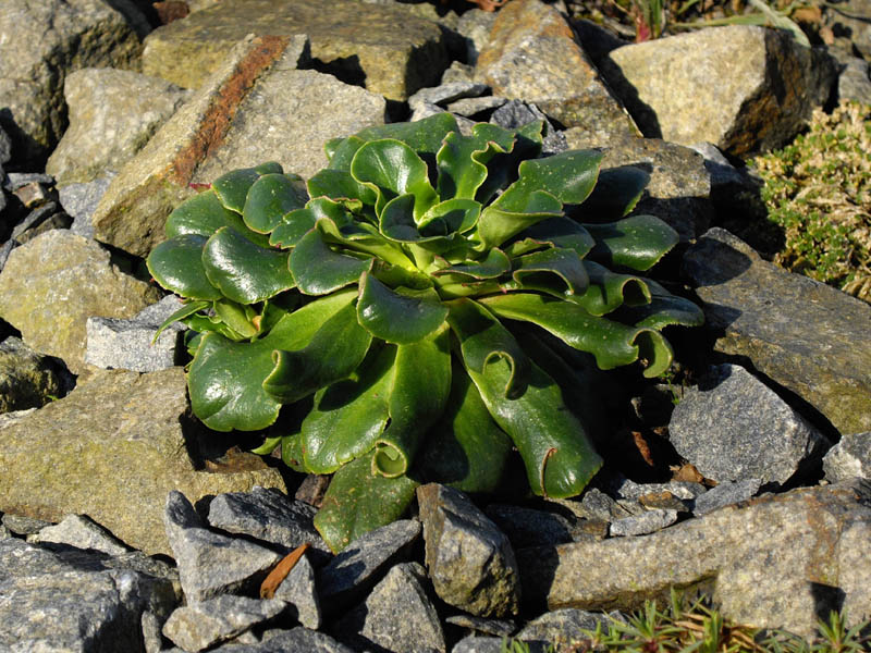 Lewisia cotyledon en fleurs sur pentes rocheuses granitiques du nord de la Californie